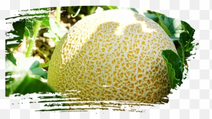 Our Melons U2013 Sol - Honeydew Png,Cantaloupe Png