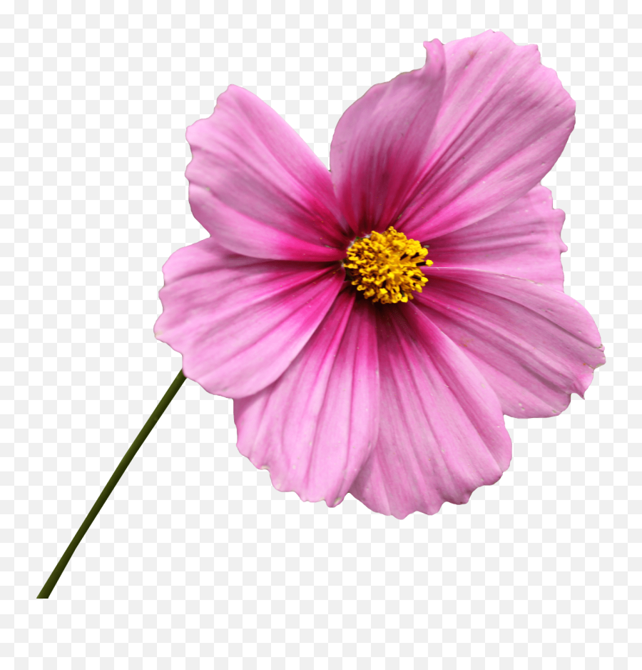 Pink Flower - Romantic Good Morning Wish Png,Flower Stem Png