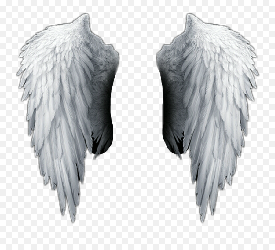 Download White Sticker - Angel Wings Png Hd Full Size Png Transparent Background Angel Wings Png,Angel Wings Png