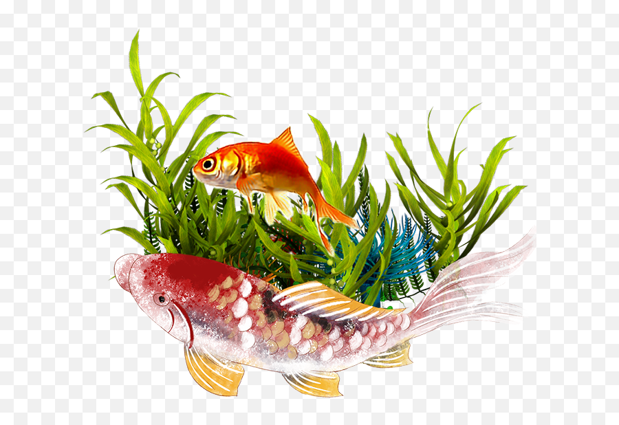 Welcome To Ace Aquatics - Underwater Plants Transparent Png,Koi Fish Icon