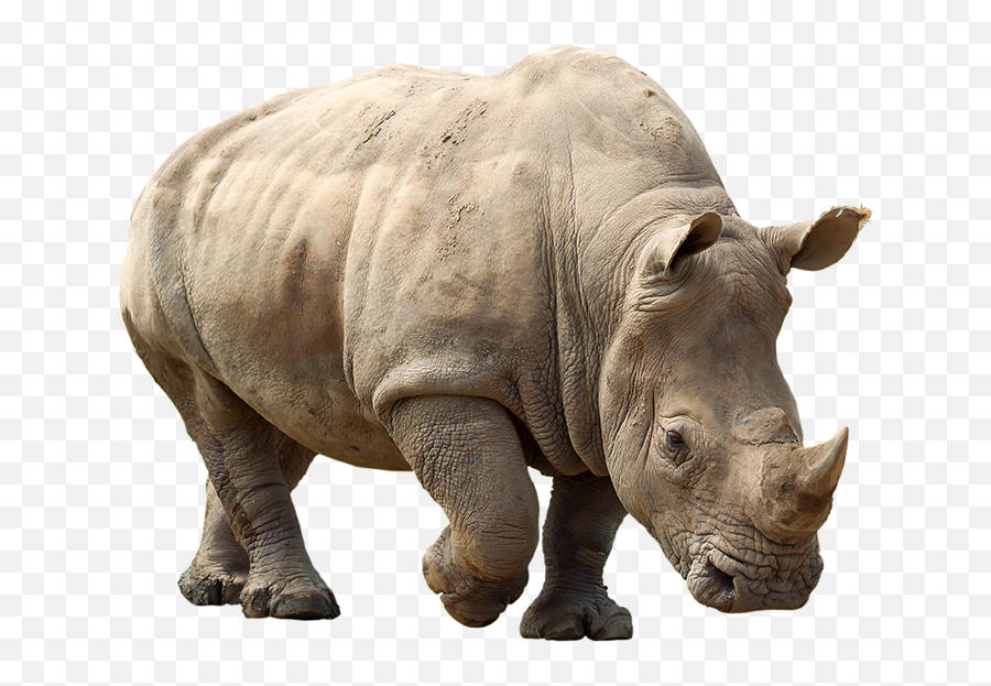 Rhino Png Clipart - Rhino Png,Rhino Png