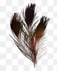 Peacock Png Hd Images Stickers Vectors