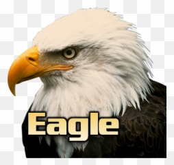 A Few Weeks Away From Bald Eagles - Bald Eagles Cunning Png,Bald Eagle Transparent
