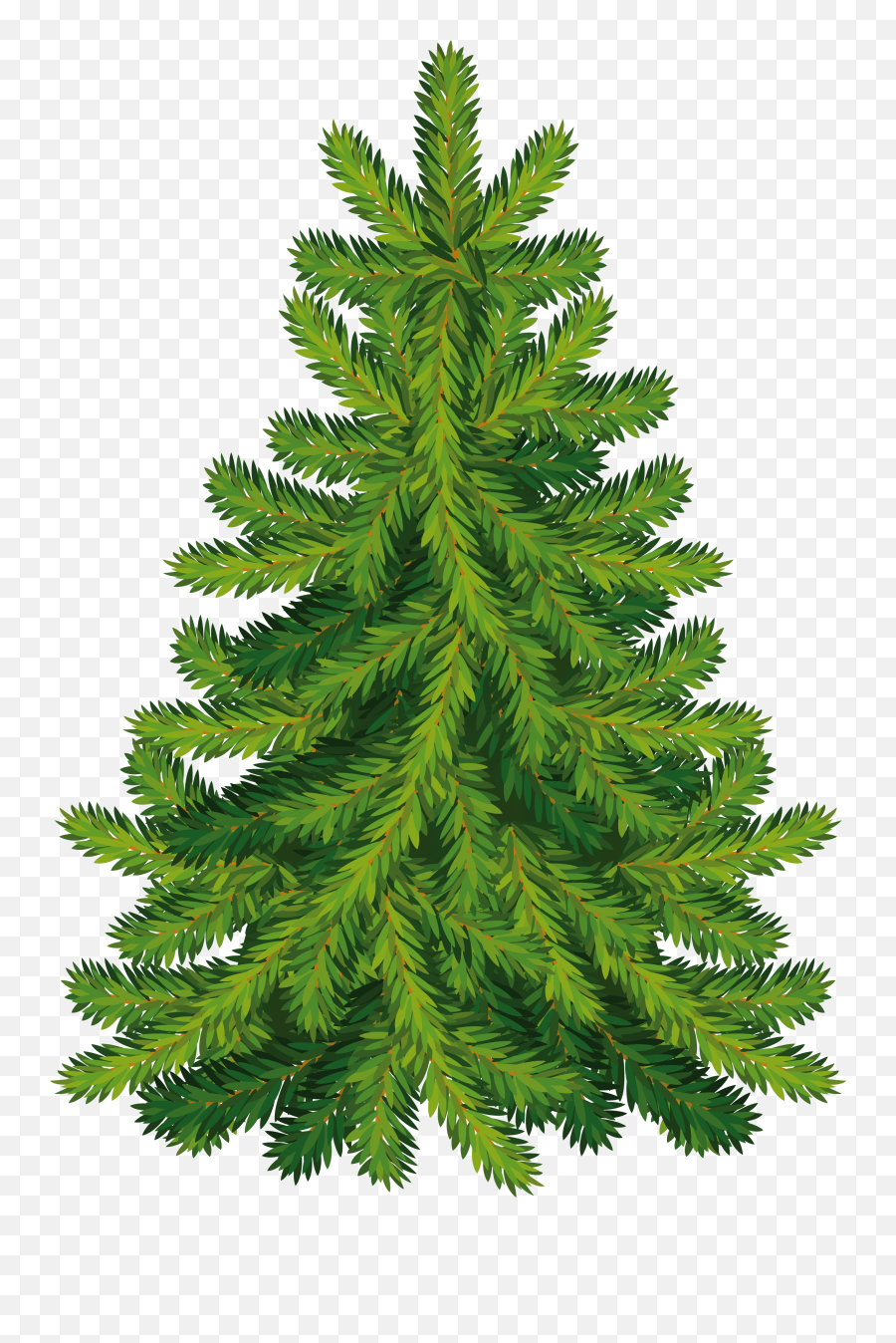 Fir - Christmas Tree Png,Pine Tree Transparent Background