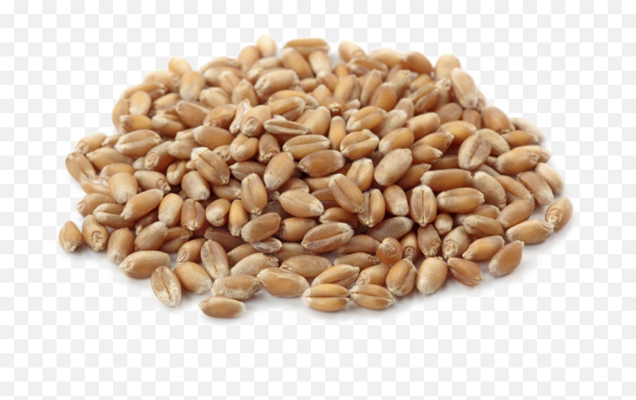 Wheat Png Transparent Images All - Gehu Png,Wheat Transparent Background