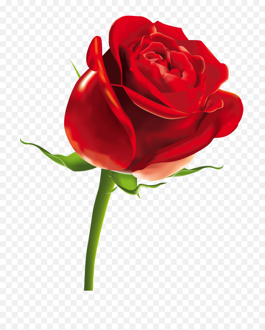 Icf50 Impressment Clipart Flower Today1580955699 Download - Red Rose Gif Transparent Png,Cute Flower Png