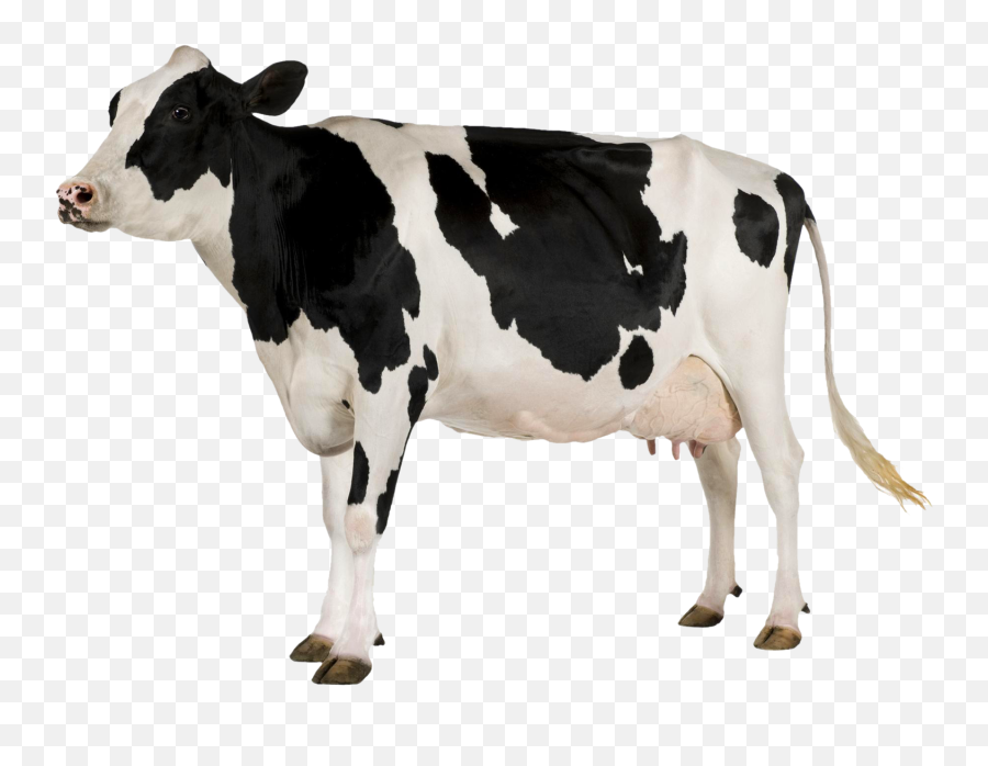 Png Image - Cow With White Background,Cow Transparent Background