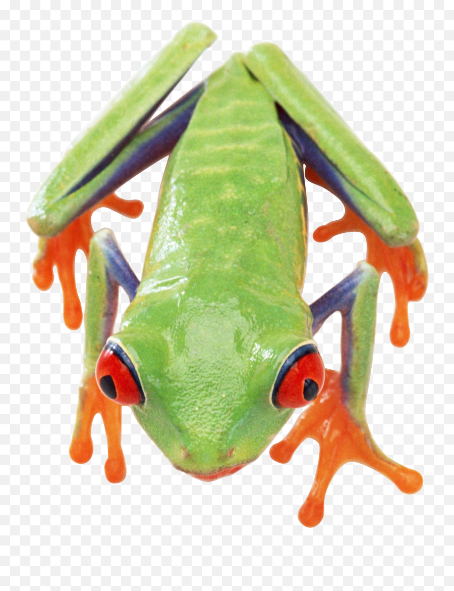 Frog Transparent Background Png - Eat The Frog Printable,Frog Transparent Background