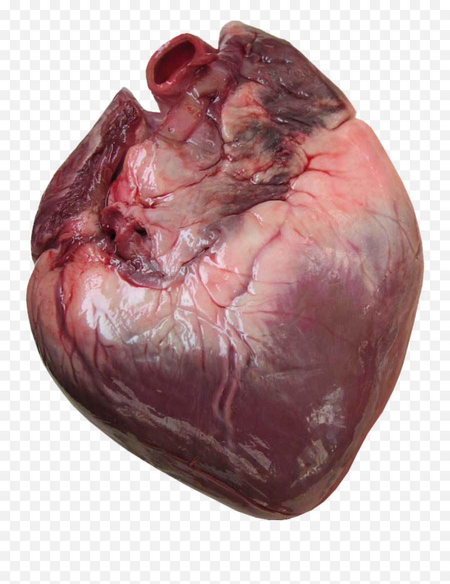 Png Heart Transparent Human - Corazon Humano Real 3d,Heart Organ Png