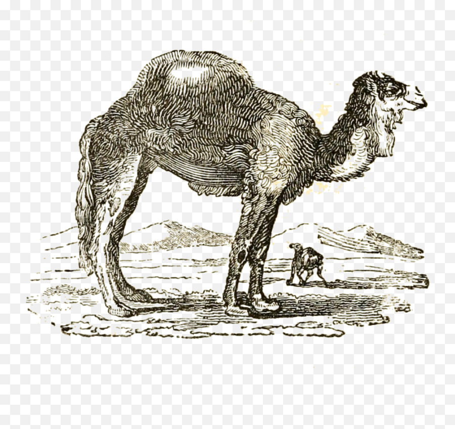 Filetttc Vol I 146 Camel Of Tartarypng - Wikimedia Commons Arabian Camel,Camel Transparent