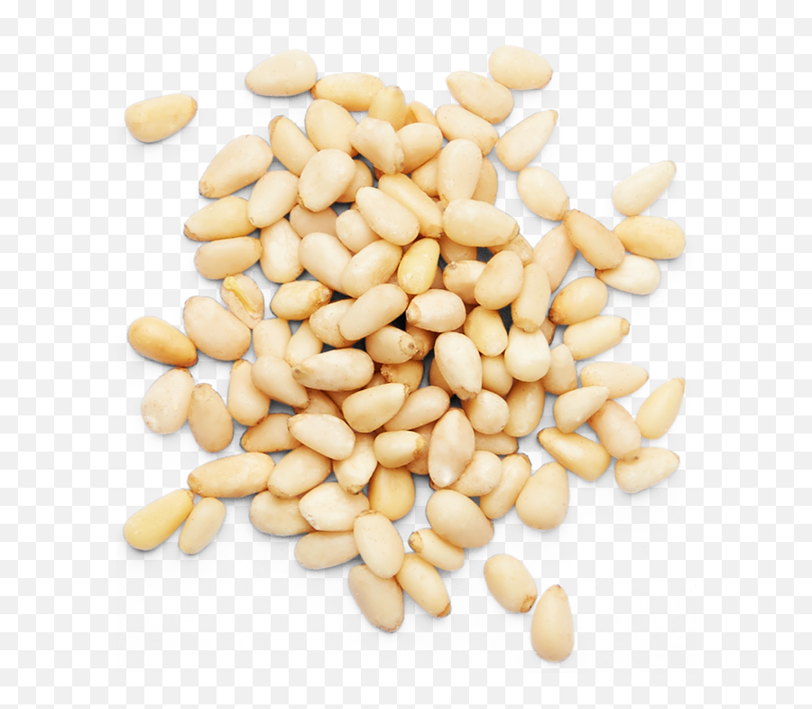 Pine Nuts Png Clip Freeuse Stock - Pine Nut Transparent,Nuts Png