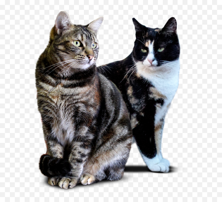 Catheaven U2013 Rescue Cat Cafe - Domestic Cat Png,Cat Whiskers Png