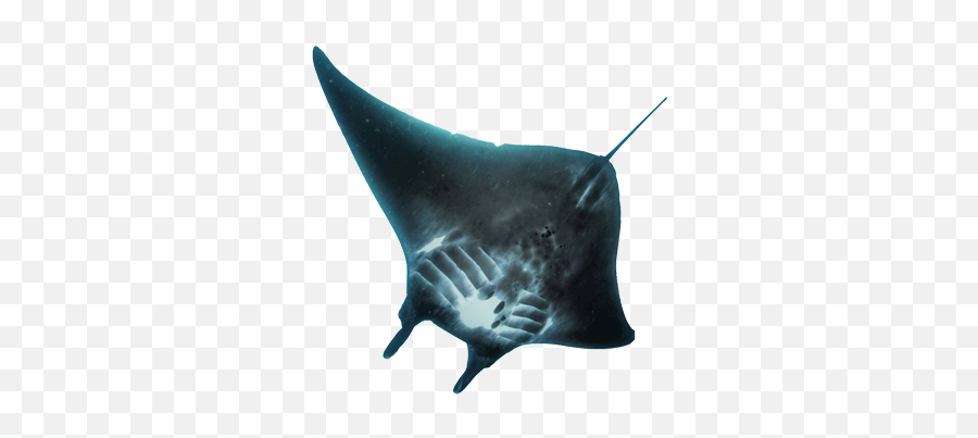 Download Free Png Manta Ray - Dlpngcom Giant Manta Ray,Manta Ray Png