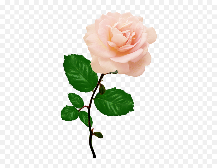 Png Images Of Roses 2 Image - Beautiful Pink Rose Png,Pink Roses Png