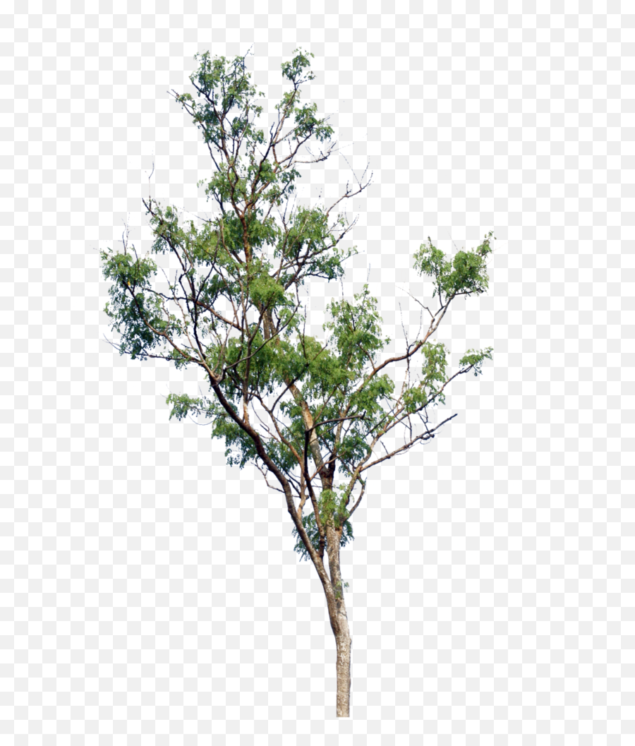 Tree Png Images Trees Nature - Small Tree Png Free,Tree Cutout Png