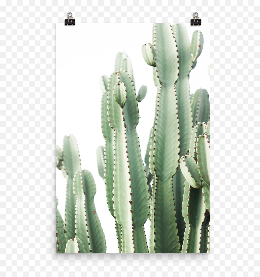 Download Pastel Desert - Cactus Full Size Png Image Pngkit Cactus,Cactus Png