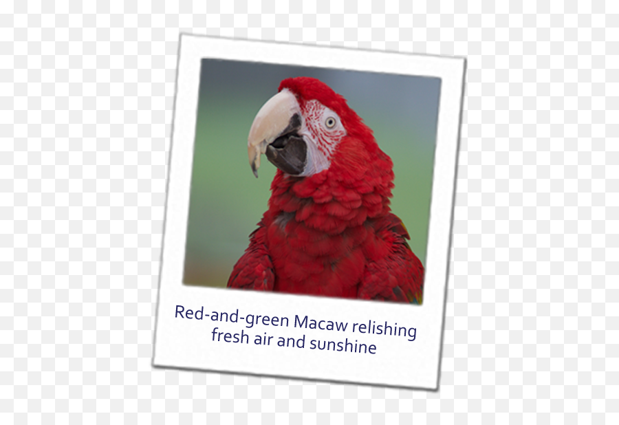 Make A Change For Parrots - Macaw Png,Parrot Transparent