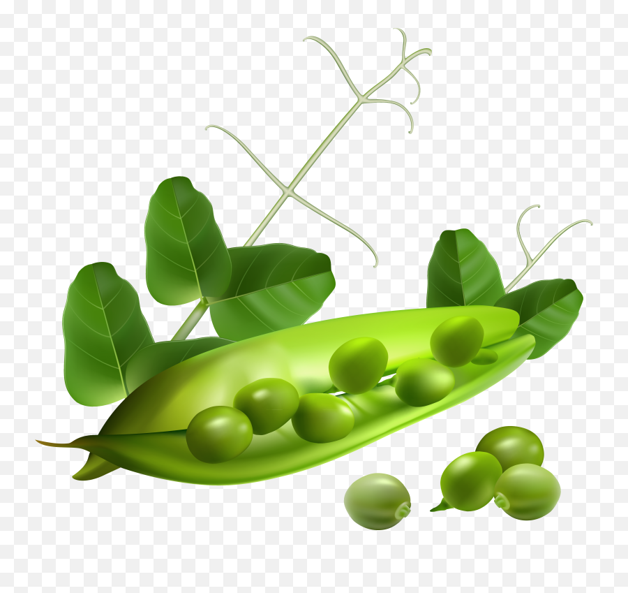 Pea Png Image Without Background - Peas Pod Png,Pea Png