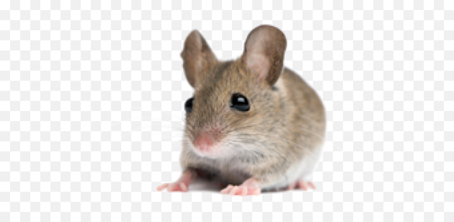 Rat Mouse Png Free Download 12 Images - Mouse Pest,Rat Transparent