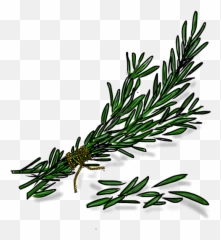 Rosemary Transparent Png - Rama De Romero,Rosemary Png