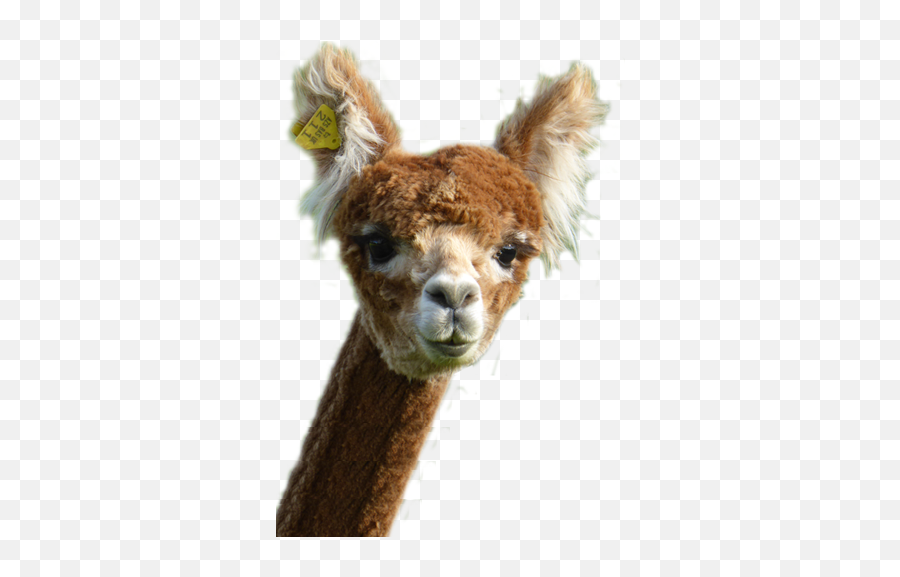 Alpaca Barn - Fresh Png,Alpaca Png