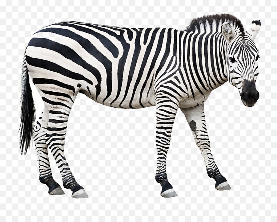 Picture Free Zebra Stock Photography Clip - Zebra Cut Out Wild Animalst Clipart Black And White Png,Cut Png
