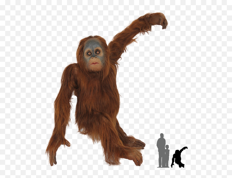 Baby Animal Png - Orangutans Png,Animal Png