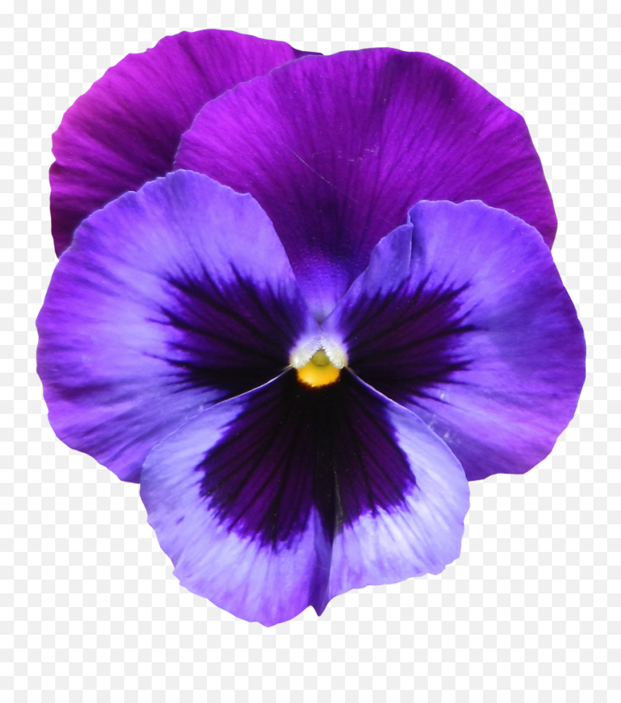 Purple Clipart Transparent Png Flowers