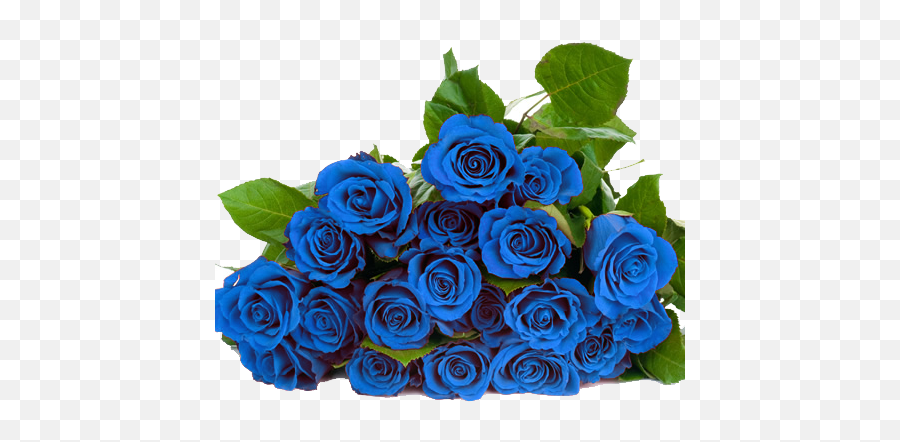 Download Blue Roses Png - Blue Roses Png Hd Png Image With Blue Roses Transparent Background,Rose Png Hd
