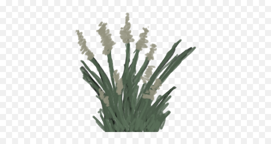 Major Assignment Week - Flower Png,Fountain Grass Png