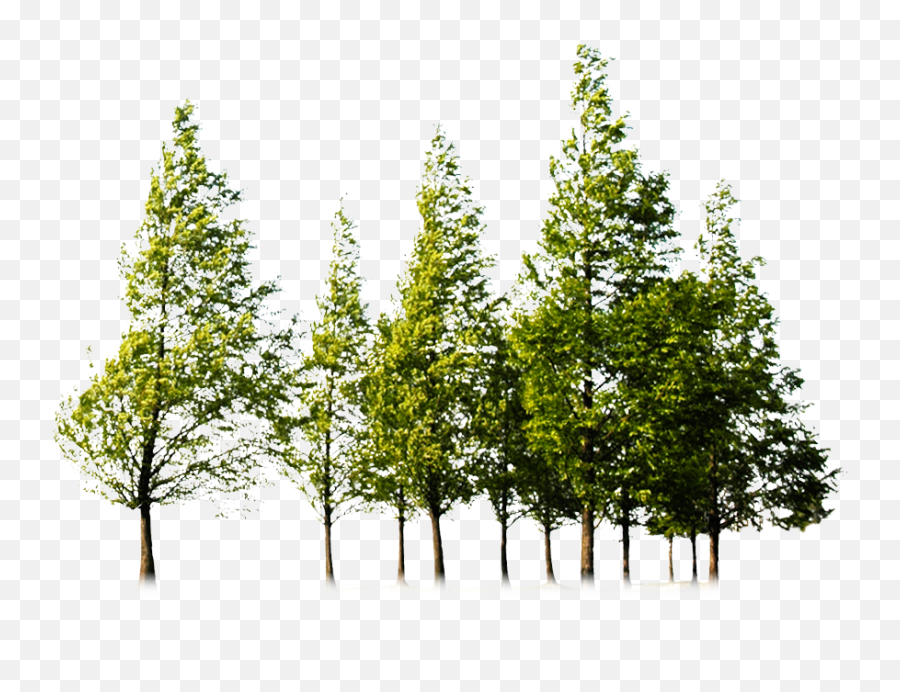Tree Forest Clip Art - Tree Png Download 987719 Free Transparent Background Png Format Trees Png,Transparent Forest