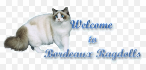 Information - Photo Caption Png,Ragdoll Logos