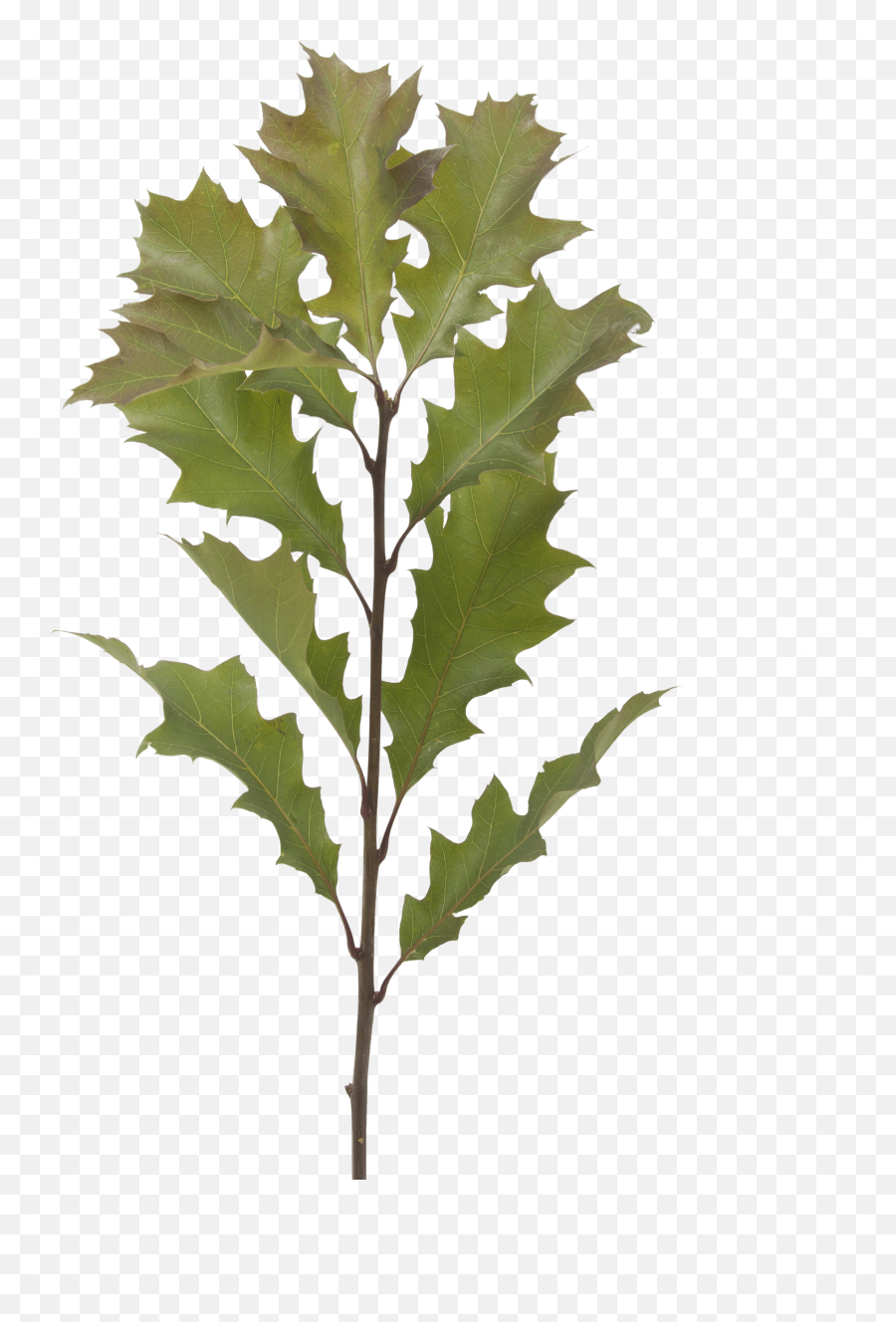 Download Hd Quercus Leaves - Maple Leaf Transparent Png Plants,Maple Leaf Transparent Background