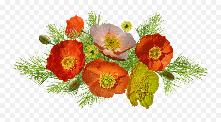Poppies Iceland Flowers - Free Photo On Pixabay Amapolas Png,Poppies Png