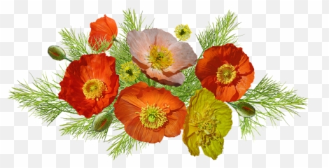 Poppies Iceland Flowers - Free Photo On Pixabay Amapolas Png,Poppies Png