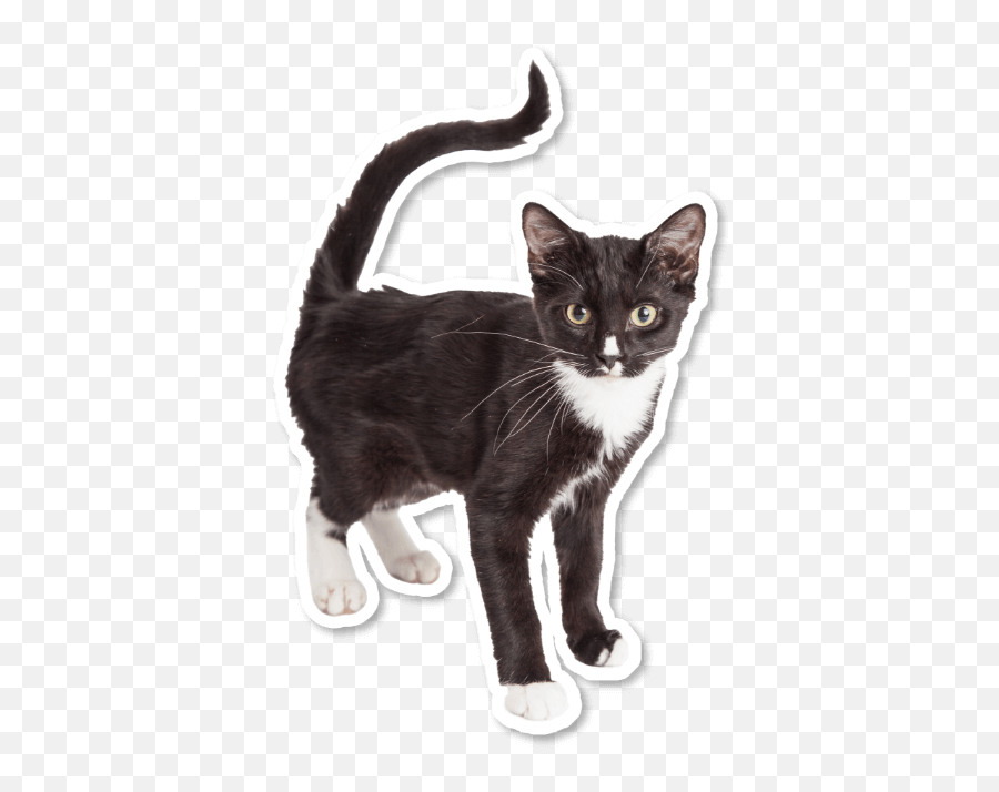 Kitten Season - Domestic Cat Png,Cat Toy Icon