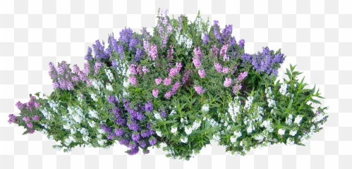 Bim Object - Plantes Png Photoshop