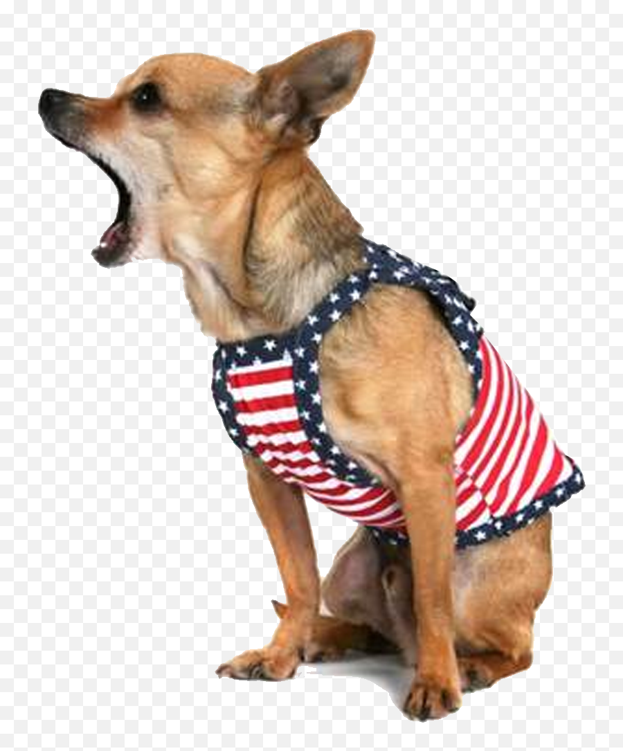 Top 5 Funny Dogs - Dog Barking Transparent Background Png,Funny Dog Png