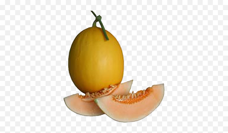 Melon 96 U2013 Green World Genetic - Honeydew Png,Cantaloupe Png