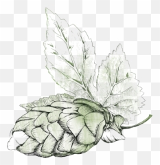 Fresh Beer Basics Seattle Met Png Hops