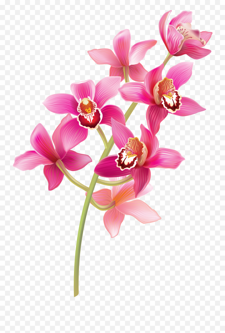 Flower Stem Transparent Png Clipart - Orchid Flower Png,Flower Stem Png