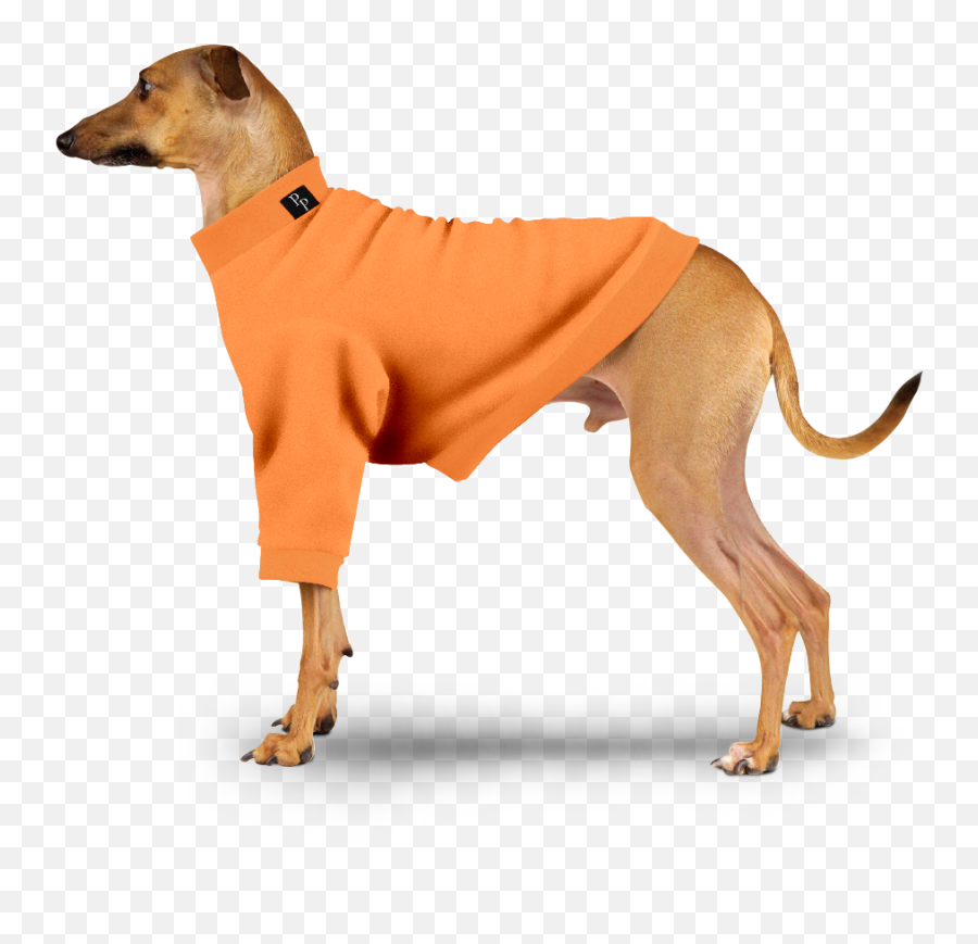 Pyjamas U2013 Petparaphernalia - Martingale Png,Icon Dogwear