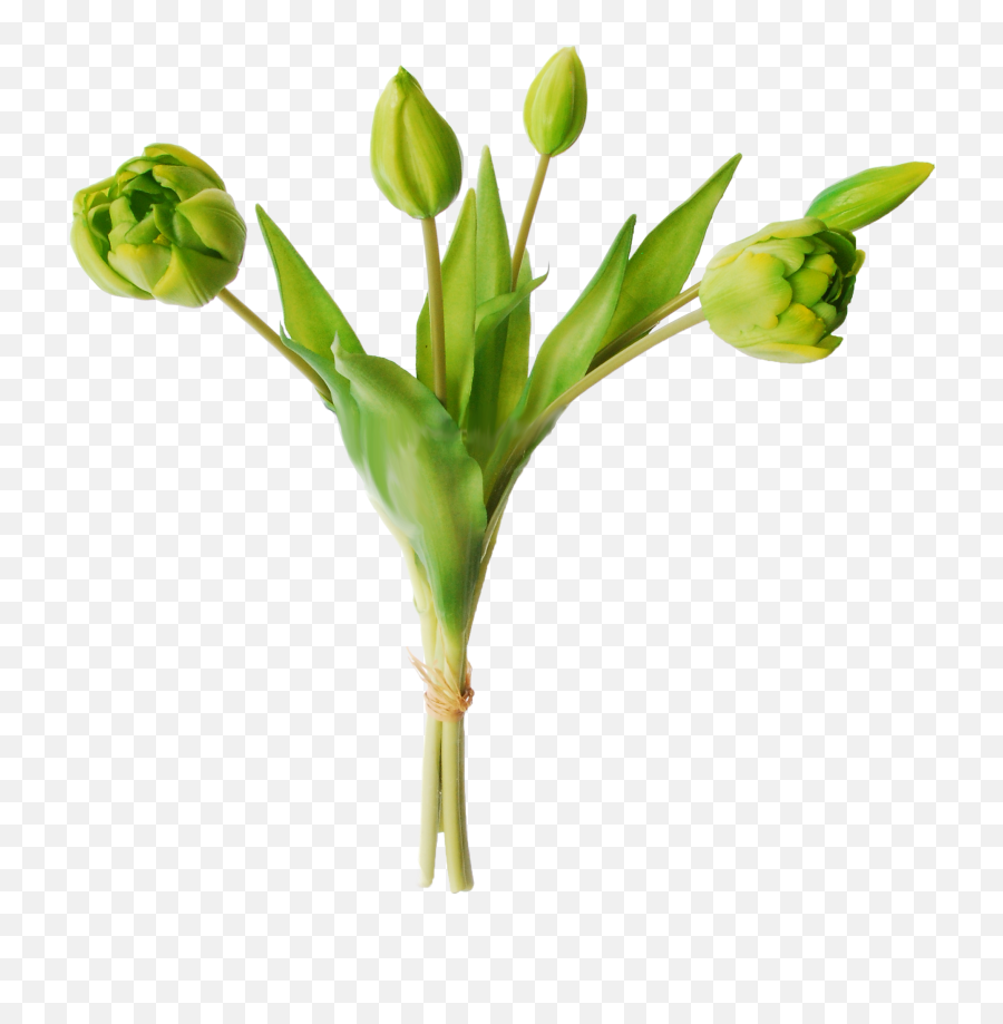 Download Tulips In A Bundle Of 5 - Tulip Full Size Png Green Tulips,Tulip Transparent