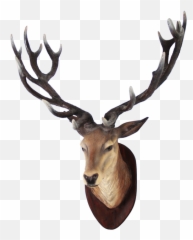 Deer Head Png 4 Image