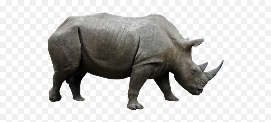 41 Rhino Png Image Collections Are - Rhino Png,Rhino Png