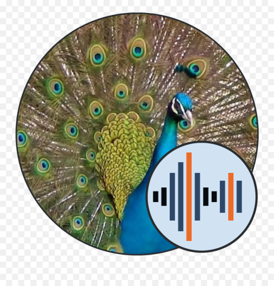 Peacock Sounds Png Feather Icon