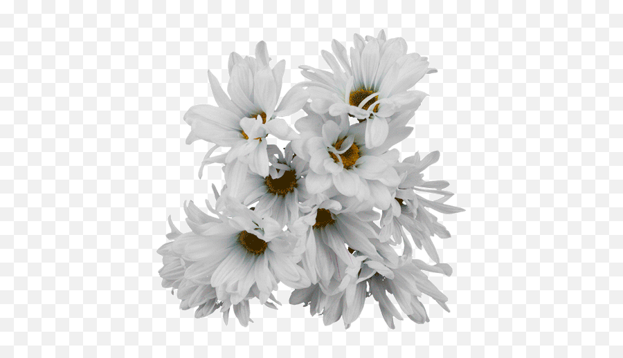 Top Flower Stickers For Android U0026 Ios Gfycat - Transparent Animated Flower Gif Png,Transparent Flower Images