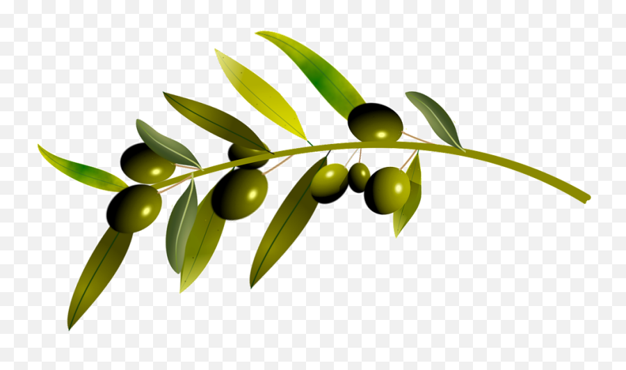 Olive Tree Oliva - Oliva Png,Olive Png