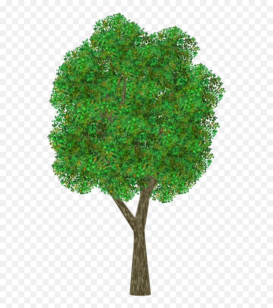 Grass Png Download - Apple Tree Png,Ornamental Grass Png
