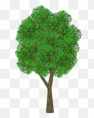 Grass Png Download - Apple Tree Png,Ornamental Grass Png